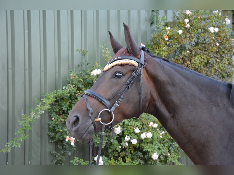 Caballo de Wurtemberg Yegua 6 años 170 cm Castaño oscuro in Münster