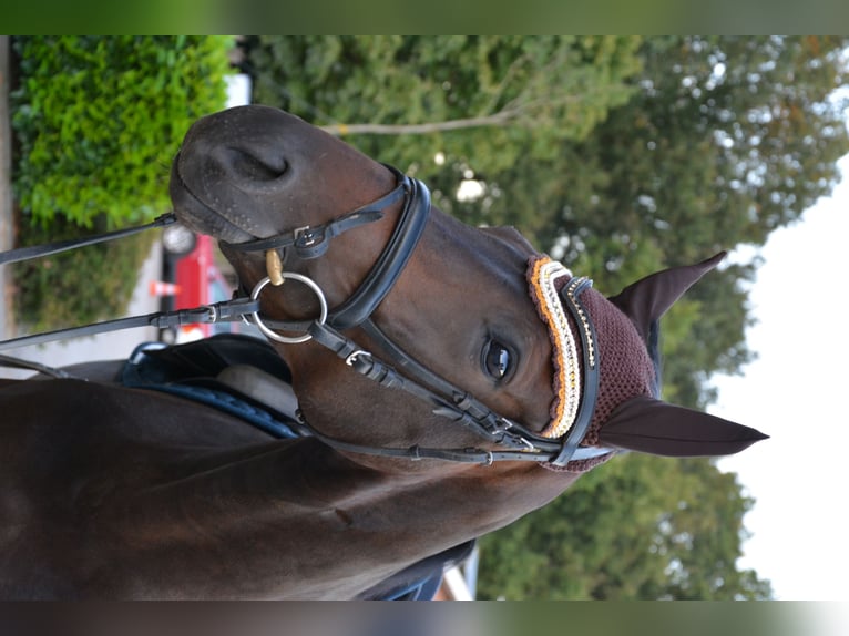 Caballo de Wurtemberg Yegua 6 años 170 cm Castaño oscuro in Münster