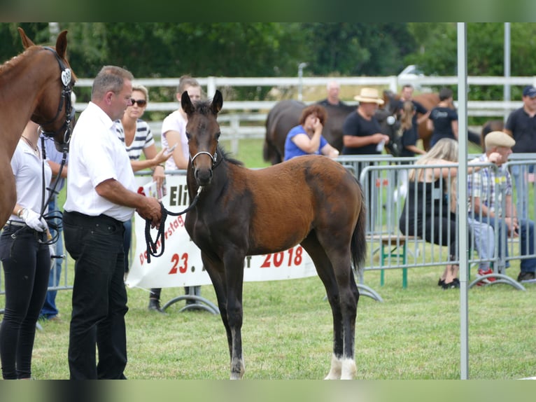 Caballo de Wurtemberg Yegua 6 años 170 cm Castaño oscuro in Münster