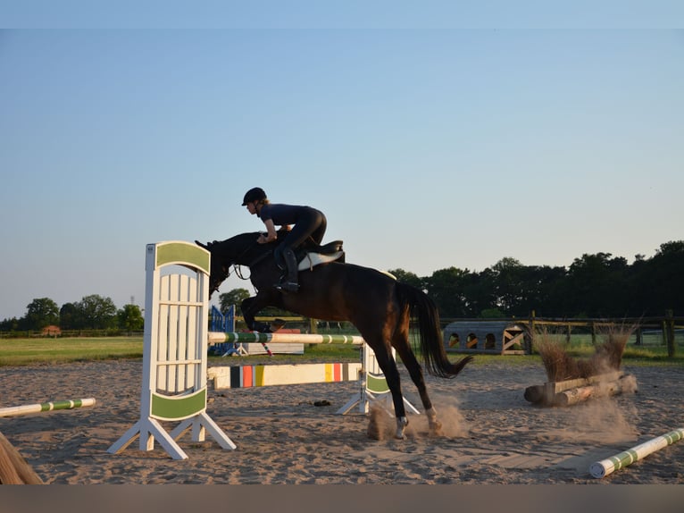 Caballo de Wurtemberg Yegua 6 años 170 cm Castaño oscuro in Münster