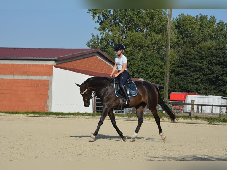 Caballo de Wurtemberg Yegua 6 años 170 cm Castaño oscuro in Münster