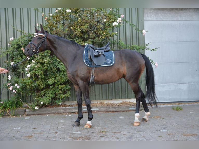 Caballo de Wurtemberg Yegua 6 años 170 cm Castaño oscuro in Münster