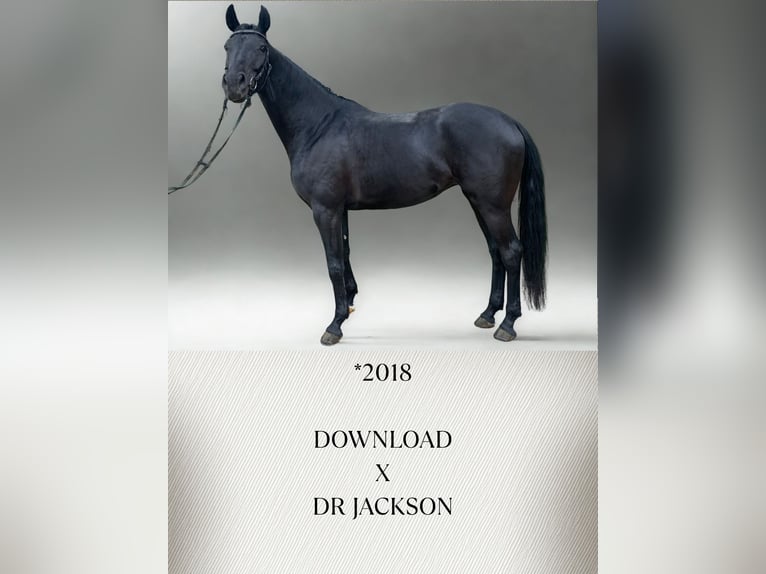 Caballo de Wurtemberg Yegua 7 años 164 cm Negro in G&#xFC;glingen