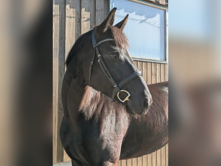 Caballo de Wurtemberg Yegua 7 años 165 cm Negro in Balingen