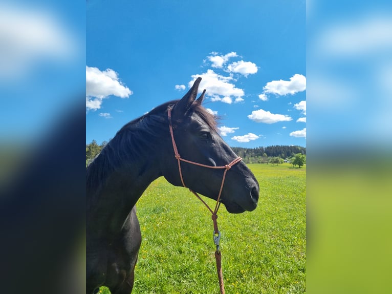 Caballo de Wurtemberg Yegua 7 años 165 cm Negro in Balingen