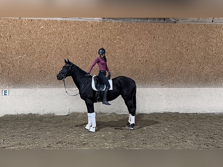 Caballo de Wurtemberg Yegua 7 años 166 cm Negro in Wehringen