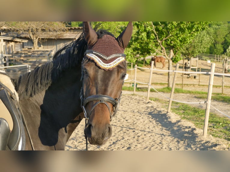 Caballo de Wurtemberg Yegua 7 años 170 cm Castaño in Münster
