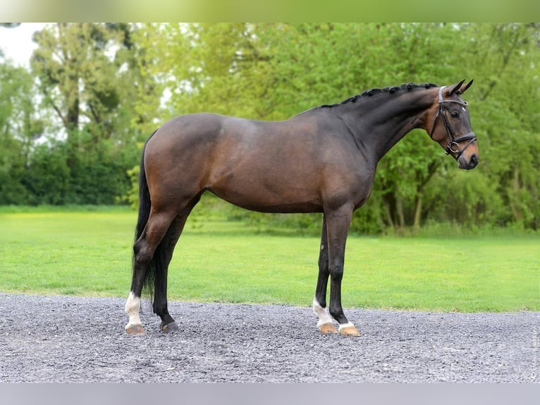 Caballo de Wurtemberg Yegua 7 años 170 cm Castaño oscuro in Seine et marne