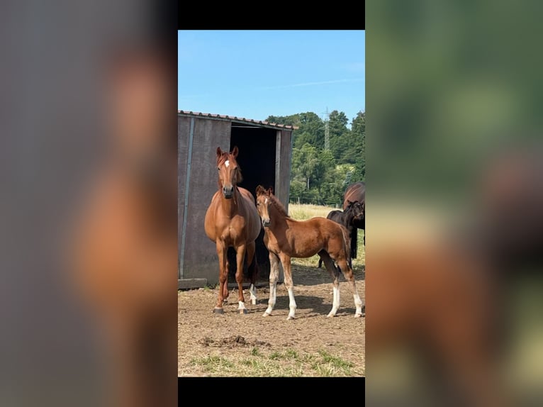 Caballo de Wurtemberg Yegua 8 años 166 cm Alazán in Heistenbach