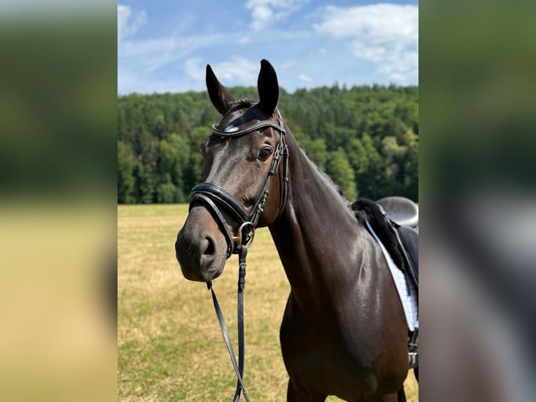 Caballo de Wurtemberg Yegua 8 años 166 cm Castaño oscuro in Sch&#xF6;naich