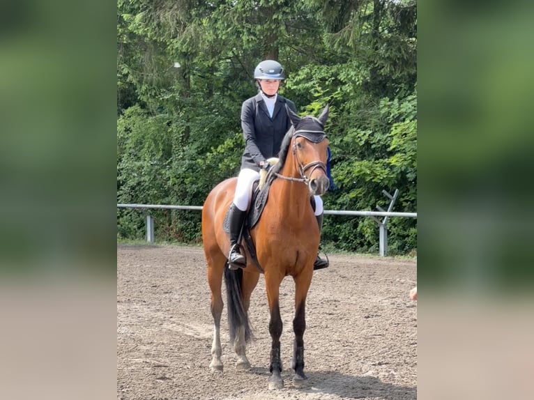 Caballo de Wurtemberg Yegua 9 años 164 cm Castaño in Waldbrunn