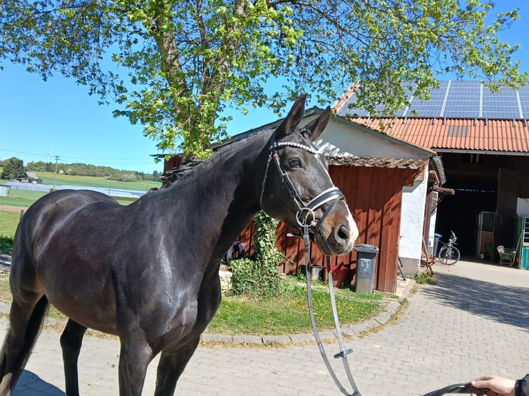 Caballo de Wurtemberg Yegua 9 años 169 cm Castaño in Laichingen