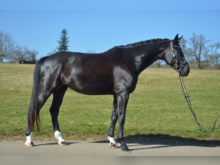 Caballo de Wurtemberg Yegua 9 años 172 cm Negro in Ofterdingen