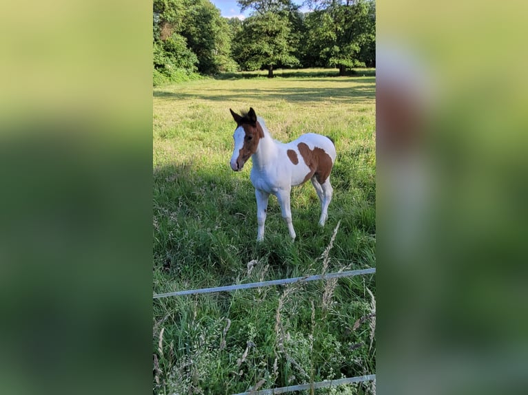 Caballo de Wurtemberg Mestizo Yegua Potro (04/2024) Pío in Bad Lauterberg im Harz