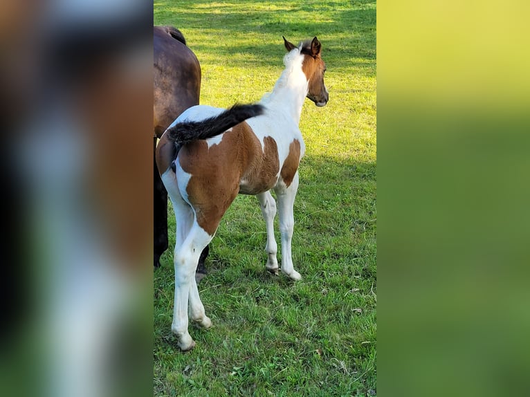 Caballo de Wurtemberg Mestizo Yegua Potro (04/2024) Pío in Bad Lauterberg im Harz