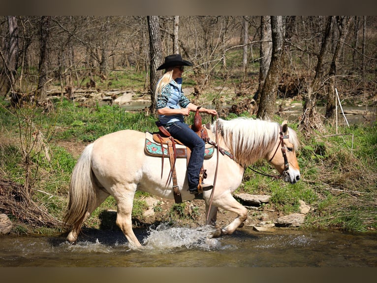 Caballo del fiordo noruego (Fjord) Caballo castrado 11 años 152 cm Buckskin/Bayo in Flemingsburg, KY