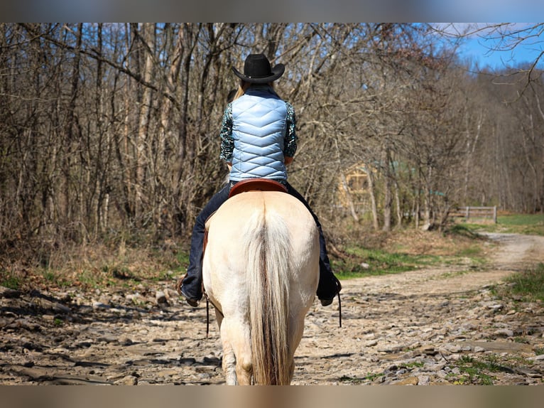 Caballo del fiordo noruego (Fjord) Caballo castrado 11 años 152 cm Buckskin/Bayo in Flemingsburg, KY