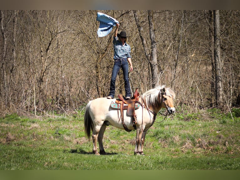 Caballo del fiordo noruego (Fjord) Caballo castrado 11 años 152 cm Buckskin/Bayo in Flemingsburg, KY