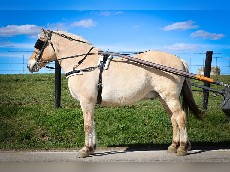 Caballo del fiordo noruego (Fjord) Caballo castrado 11 años 152 cm Buckskin/Bayo in Flemingsburg, KY