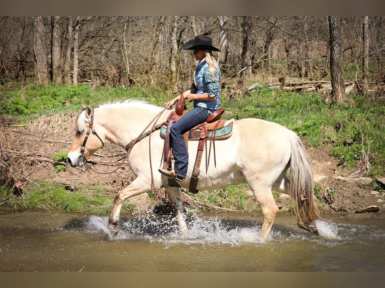 Caballo del fiordo noruego (Fjord) Caballo castrado 11 años 152 cm Buckskin/Bayo in Flemingsburg, KY