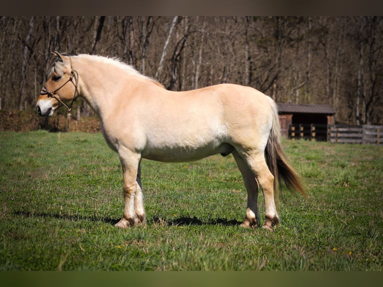 Caballo del fiordo noruego (Fjord) Caballo castrado 11 años 152 cm Buckskin/Bayo in Flemingsburg, KY