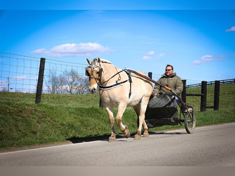 Caballo del fiordo noruego (Fjord) Caballo castrado 11 años 152 cm Buckskin/Bayo in Flemingsburg, KY