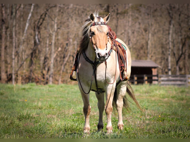 Caballo del fiordo noruego (Fjord) Caballo castrado 11 años 152 cm Buckskin/Bayo in Flemingsburg, KY