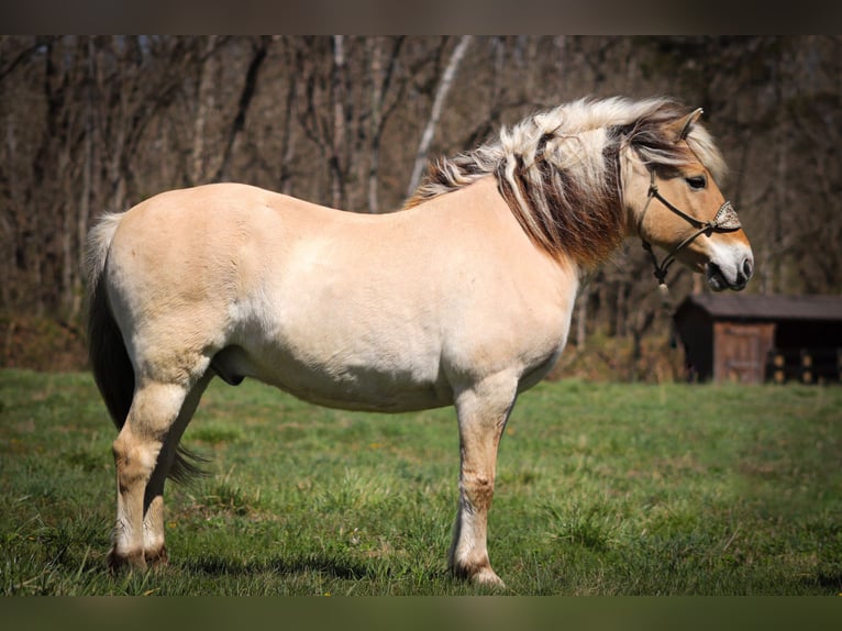 Caballo del fiordo noruego (Fjord) Caballo castrado 11 años 152 cm Buckskin/Bayo in Flemingsburg, KY