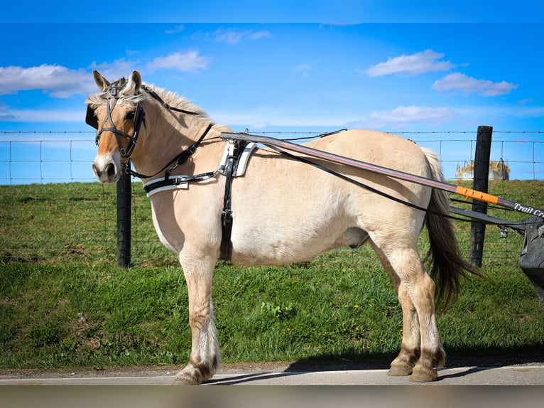 Caballo del fiordo noruego (Fjord) Caballo castrado 11 años 152 cm Buckskin/Bayo in Flemingsburg, KY