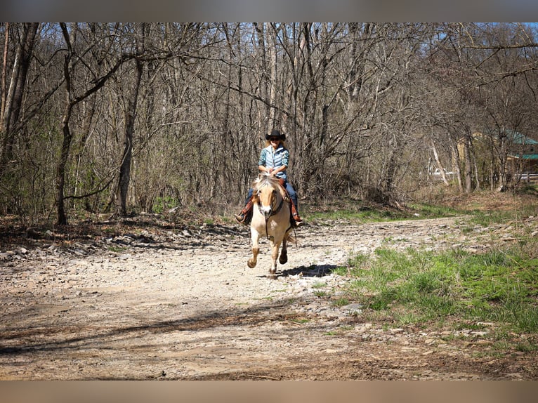 Caballo del fiordo noruego (Fjord) Caballo castrado 11 años 152 cm Buckskin/Bayo in Flemingsburg, KY