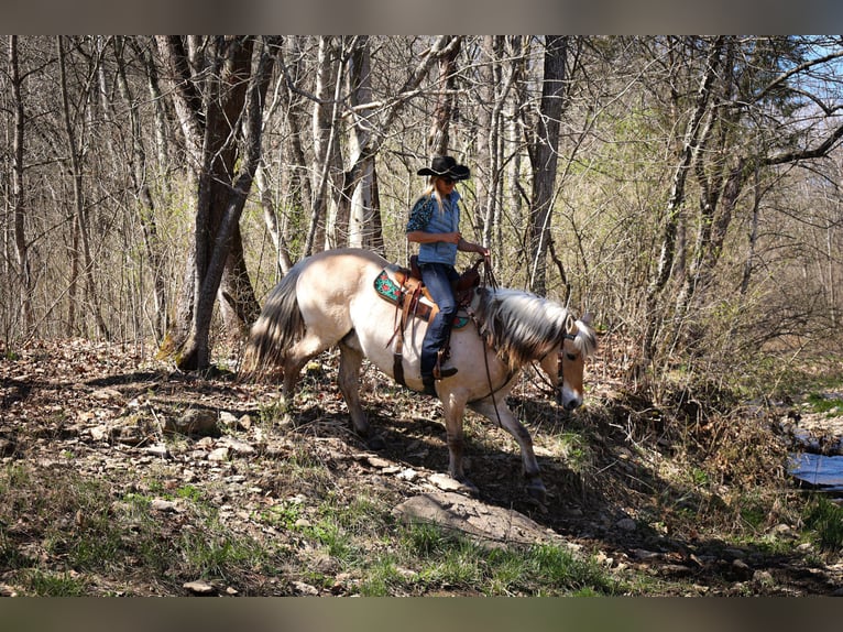 Caballo del fiordo noruego (Fjord) Caballo castrado 11 años 152 cm Buckskin/Bayo in Flemingsburg, KY