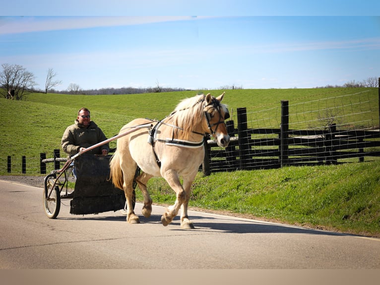 Caballo del fiordo noruego (Fjord) Caballo castrado 11 años 152 cm Buckskin/Bayo in Flemingsburg, KY