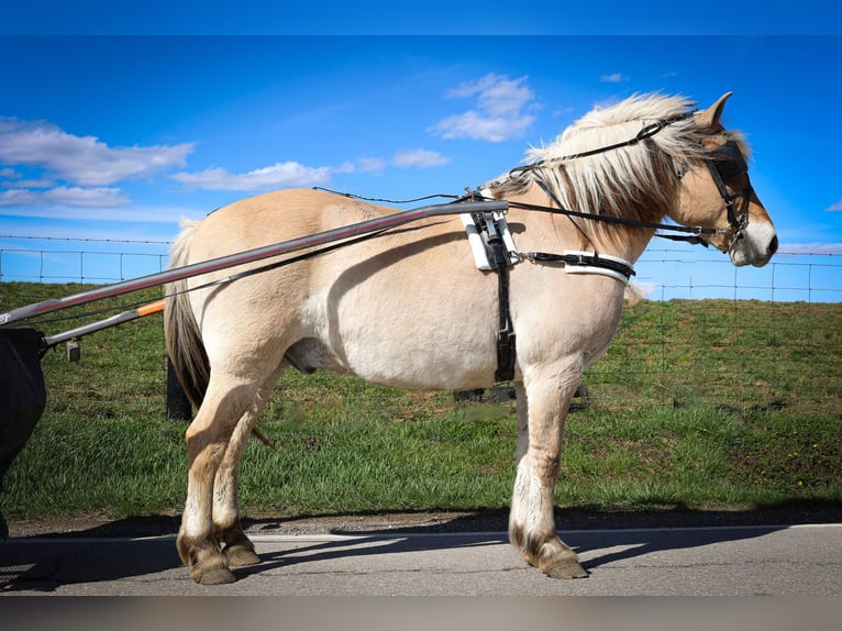 Caballo del fiordo noruego (Fjord) Caballo castrado 11 años 152 cm Buckskin/Bayo in Flemingsburg, KY