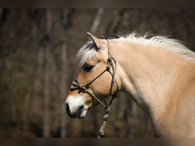 Caballo del fiordo noruego (Fjord) Caballo castrado 11 años 152 cm Buckskin/Bayo in Flemingsburg, KY