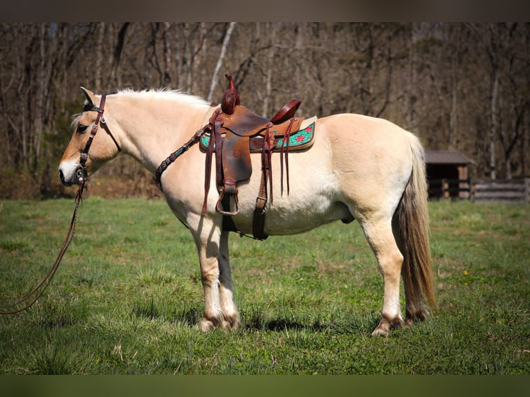 Caballo del fiordo noruego (Fjord) Caballo castrado 11 años 152 cm Buckskin/Bayo in Flemingsburg, KY