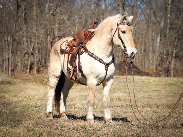 Caballo del fiordo noruego (Fjord) Caballo castrado 12 años 147 cm Buckskin/Bayo in Felmingsburg KY