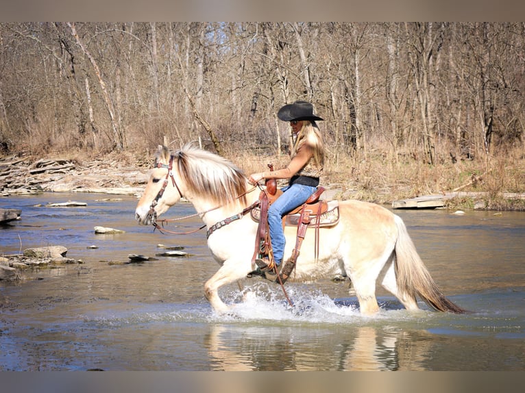 Caballo del fiordo noruego (Fjord) Caballo castrado 12 años 147 cm Buckskin/Bayo in Felmingsburg KY