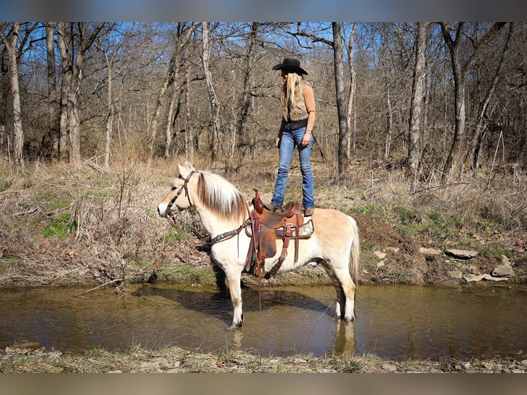 Caballo del fiordo noruego (Fjord) Caballo castrado 12 años 147 cm Buckskin/Bayo in Felmingsburg KY