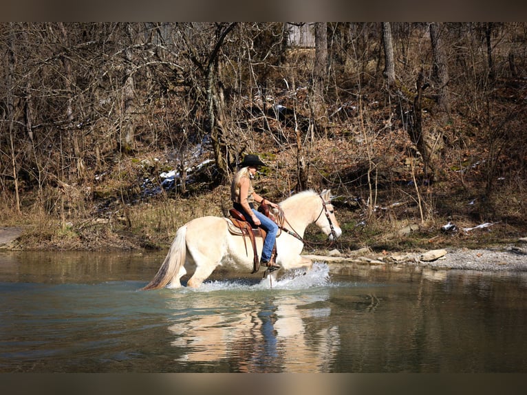 Caballo del fiordo noruego (Fjord) Caballo castrado 12 años 147 cm Buckskin/Bayo in Felmingsburg KY