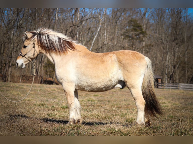 Caballo del fiordo noruego (Fjord) Caballo castrado 12 años 147 cm Buckskin/Bayo in Felmingsburg KY