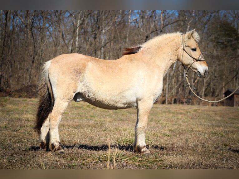 Caballo del fiordo noruego (Fjord) Caballo castrado 12 años 147 cm Buckskin/Bayo in Felmingsburg KY