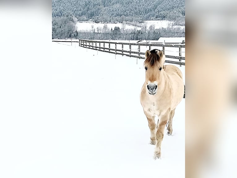 Caballo del fiordo noruego (Fjord) Caballo castrado 14 años 145 cm Bayo in Kematen in Tirol