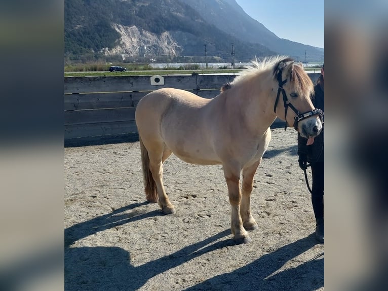 Caballo del fiordo noruego (Fjord) Caballo castrado 14 años 145 cm Bayo in Kematen in Tirol