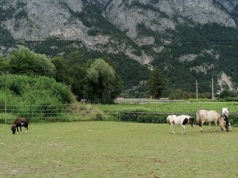 Caballo del fiordo noruego (Fjord) Caballo castrado 14 años 145 cm Bayo in Kematen in Tirol