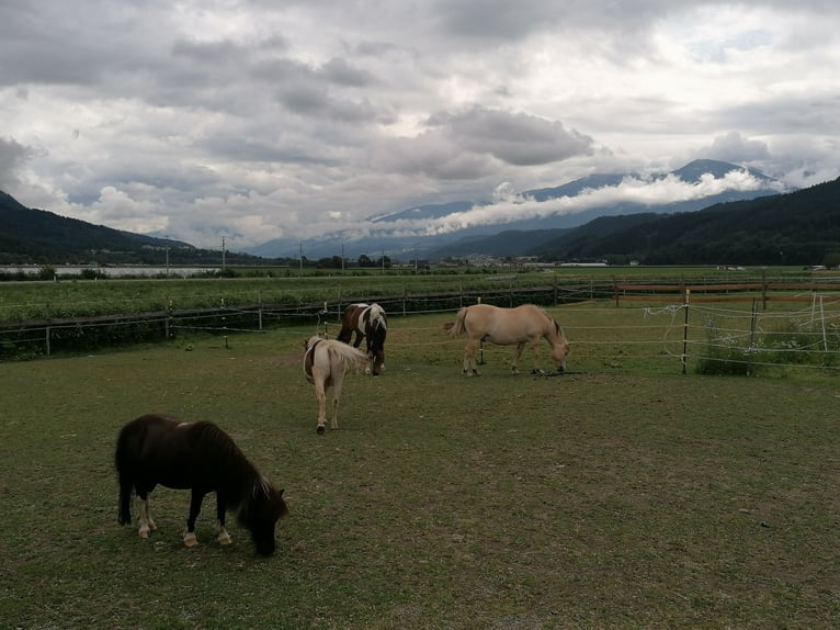 Caballo del fiordo noruego (Fjord) Caballo castrado 14 años 145 cm Bayo in Kematen in Tirol