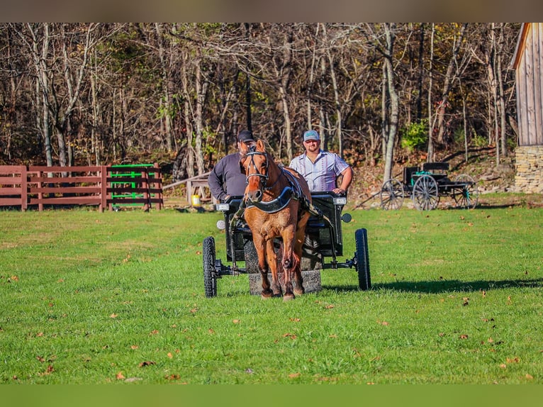 Caballo del fiordo noruego (Fjord) Caballo castrado 14 años 150 cm Buckskin/Bayo in Flemingsburg KY