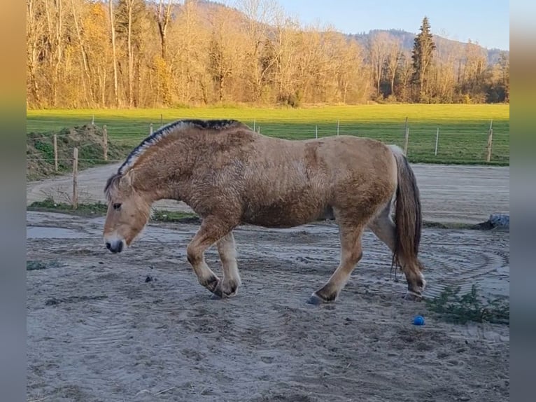 Caballo del fiordo noruego (Fjord) Caballo castrado 15 años 143 cm Bayo in Isny im Allgäu