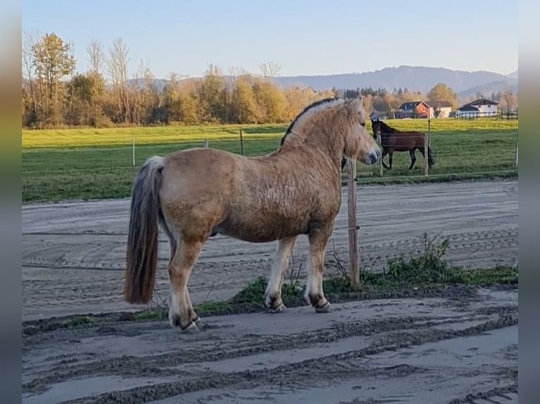 Caballo del fiordo noruego (Fjord) Caballo castrado 15 años 143 cm Bayo in Isny im Allgäu