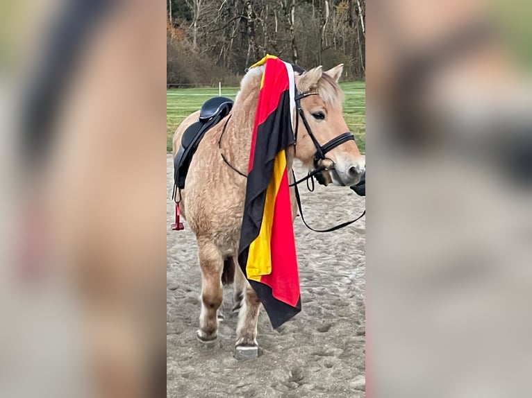 Caballo del fiordo noruego (Fjord) Caballo castrado 15 años 143 cm Bayo in Isny im Allgäu