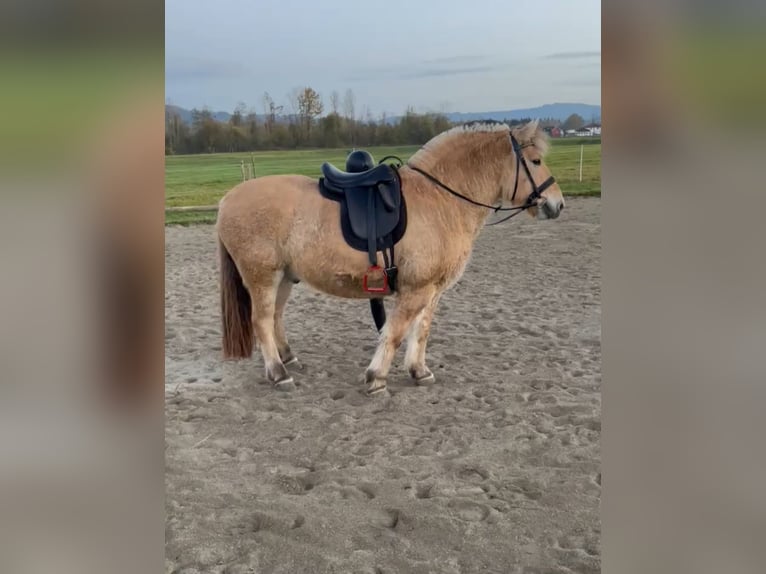 Caballo del fiordo noruego (Fjord) Caballo castrado 15 años 143 cm Bayo in Isny im Allgäu